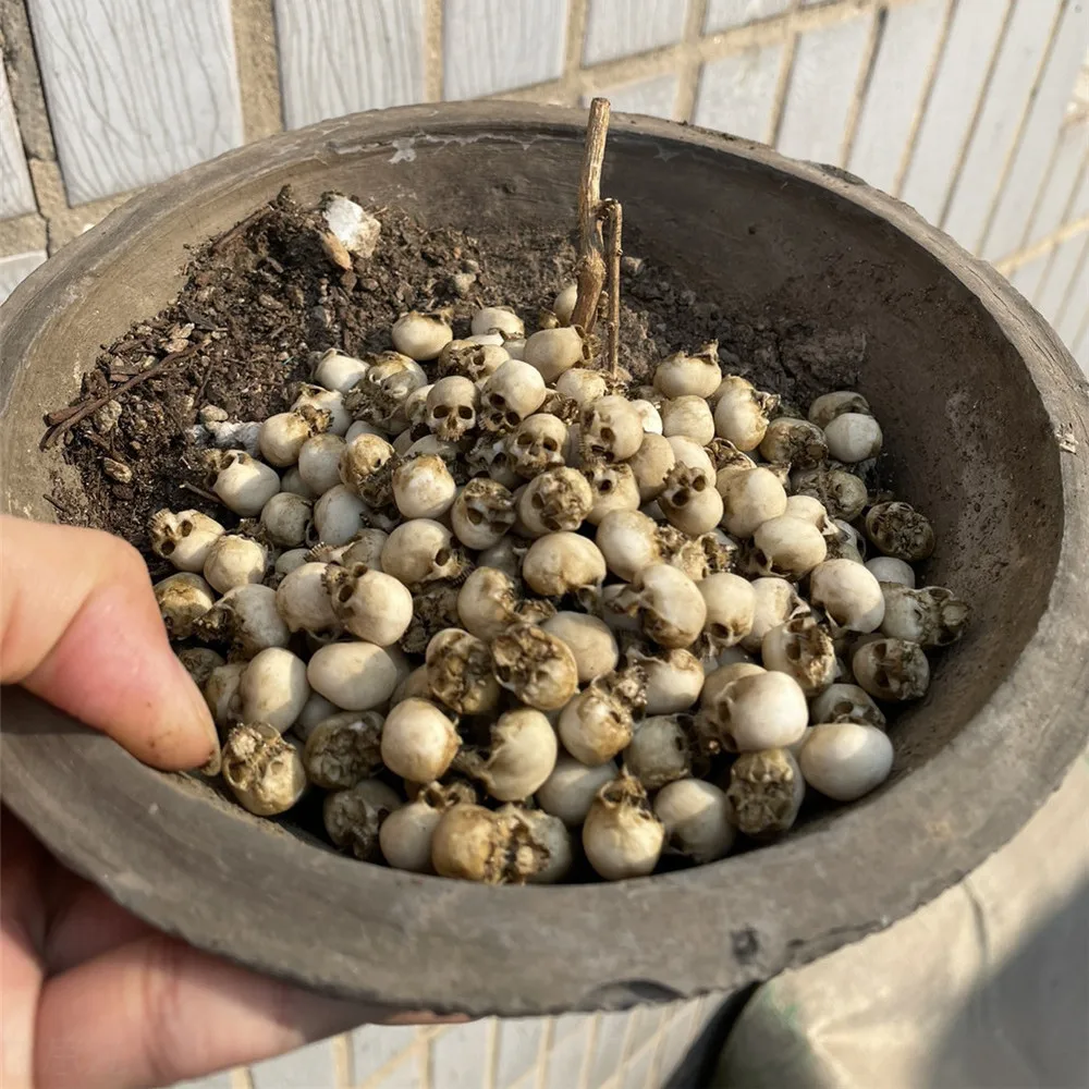 Mini Skull Hoge kwaliteit mini - Marine Aquarium Mini recensie en prijs